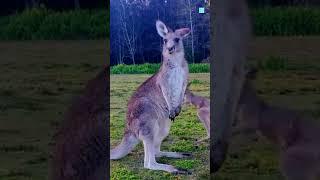 Why Kangaroos Flex Their Muscles