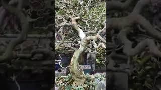 Perantingan bonsai gaya Hokidachi, pada bonsai berdaun majemuk