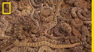 Rattlesnake Roundup | National Geographic