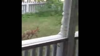 Foxy drama