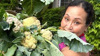 Cauliflowers yam fare: Kitchen Garden update ( May 22nd, 2024)