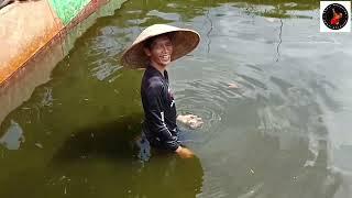 Petani Ikan Mas Koki Tulungagung - Harga Miring Ikan Mas Koki Size 6-9 cm Borong Kolam 2000/Ekor