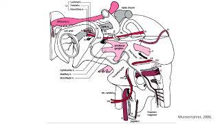 Aula - Nervos cranianos do forame jugular e nervo hipoglosso