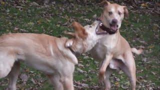  My Dogs Fight Each-Other Like Goku VS Majin Vegeta 