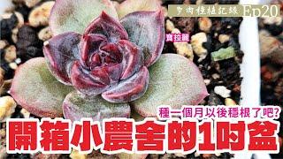 多肉種植記錄EP.20 爆買！開箱小農舍的１吋盆 #echeveria #succulent #多肉植物  #新手多肉  #garden #VLOG