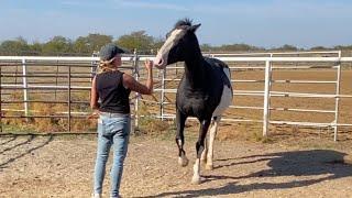 I Have to get a Halter on her……..without getting Bitten!