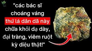 Bác sĩ Tiêu hóa tiết lộ: Bài thuốc trị viêm đau Dạ Dày, viêm đại tràng, viêm đường ruột rất hay