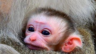 Congrats! Mom Libby giving birth to cute newborn baby monkey today in 1-5-2025