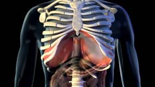 Diaphragm - 3D Medical Animation || ABP ©