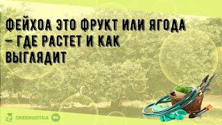 Фейхоа это фрукт или ягода — где растет и как выглядит