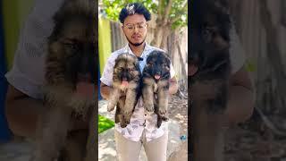 GERMAN SHEPHERD PUPPIES FOR SALE CALL 7200210425 #chennai #dog #shihtzu #dogbreed