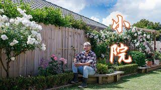 经过几年的摸索 终于把自家花园整的像点样子了,带你来瞧瞧，My little garden with some roses