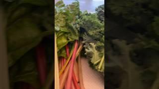 Todays Harvest|￼Variety Leafy Greens  #gardening #harvest #harvesting #healthyfood