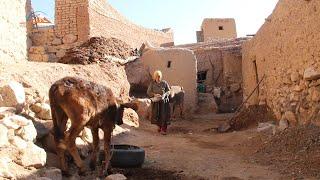 Daily Routine Village Life Afghanistan Bamyan | Village Life Afghanistan