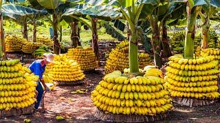 Farmers Harvest Millions Tons Bananas,Pineapples - Technology Processing Dried Bananas,Pineapples