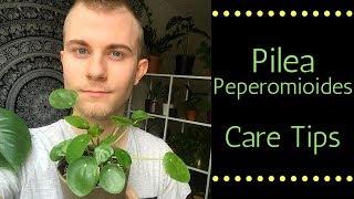 Pilea Peperomioides Care Tips