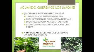 Producción de limón persa en temporada de invierno. InfoCítricos