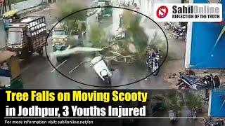 Tree Falls on Scooter in Jodhpur, 3 Youths Injured, Video Goes Viral