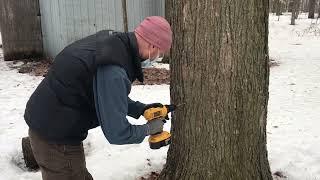 Al teaches us how to tap a maple tree