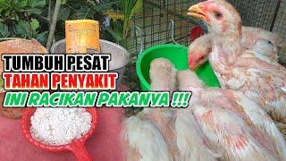 cara meracik pakan ayam agar cepat besar dan tumbuh sehat