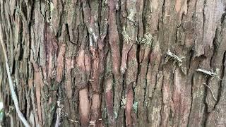 Strawberry tree - bark close up - March 2025