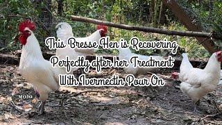 I’m happy to report that I Did **NOT** accidentally OD my hen using Ivermectin Pour On 