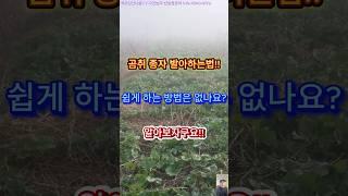  곰취 씨앗, 저온 발아 성공하는 법! 쉽게 따라해보세요!#곰취#곰취씨앗#곰취종자#곰취씨앗발아#곰취종자발아#저온발아#씨앗발아#곰취농사#곰취재배#나물재배#나물농사#농사팁#자연농부