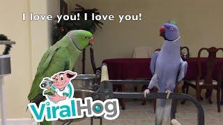 Indian Ringnecks Talk and Dance with Each Other || ViralHog