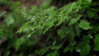 Som De Chuva Para Dormir e Relaxar a Noite Inteira - Durma Imediatamente com Ruído Branco