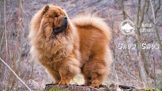 Chow Chow - Origen, Características, Tipos, Cuidados y Temperamento