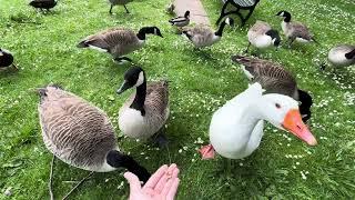Hand Feeding Geese! *CUTE*