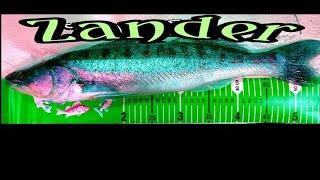 Zander angeln an der Steinpackung
