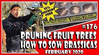 MuddyBootz Allotment #176 - Fruit Tree Pruning - Sowing Brassicas, Tomatoes, Leeks. Discount Codes