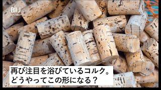 コルクの約半分はこの森から。1日に4000万個のコルクができるまで