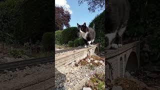 Catzilla: A Giant Cat on the Train Tracks