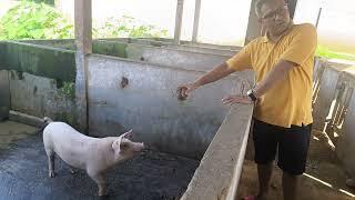 Quality Pig Breeding Stock at Symbiotic Foods Farm, Tezpur, Assam.