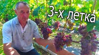 1-Я ЧАСТЬ. Шикарный Виноградник за 3 Года. Виноград Беларуси. Виноградник семьи Карась