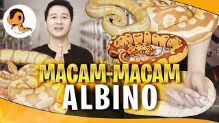 Macam-macam Albino di Ball Python yang Jarang Orang Tau