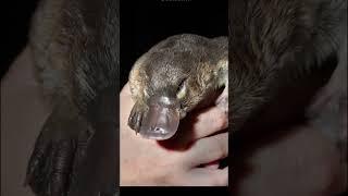Meet the Platypus | #shorts #cute #platypus