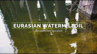 Eurasian Watermilfoil