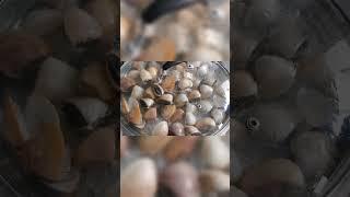Popping Clams #easyrecipe #food #chinatown #chinesefood #chef #seafood #shorts #short #steam
