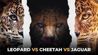 Key Differences Between a Leopard, a Cheetah and a Jaguar - Detailed Comparison and Hidden Facts