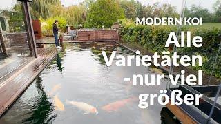 Mit Makoto an Volkers Superjumbo Teich | Modern Koi Blog #6929