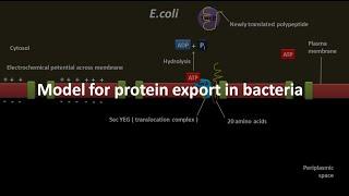 Protein export in bacteria