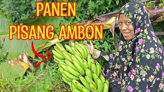 panen buah pisang ambon l hidup di desa l vlog mbak retno