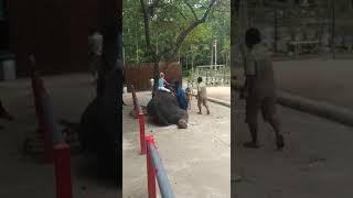 Ещё Тася на слоне