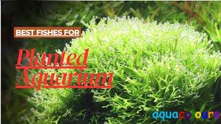 Best fish for Planted Aquarium @aquacolours