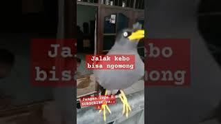 jalak kebo jinak bisa ngomong #bird #birdlovers #birds #kicaumania #kacer #fypシ #fyp #viral