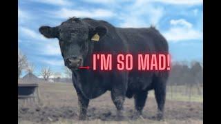Angry bull misses dinner, turn up the volume!