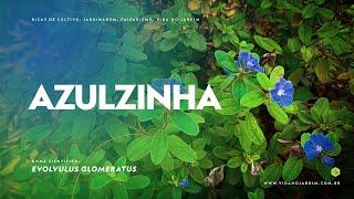 AZULZINHA   uma PLANTA NATIVA do BRASIL, de FLORES AZUIS e FÁCIL CULTIVO